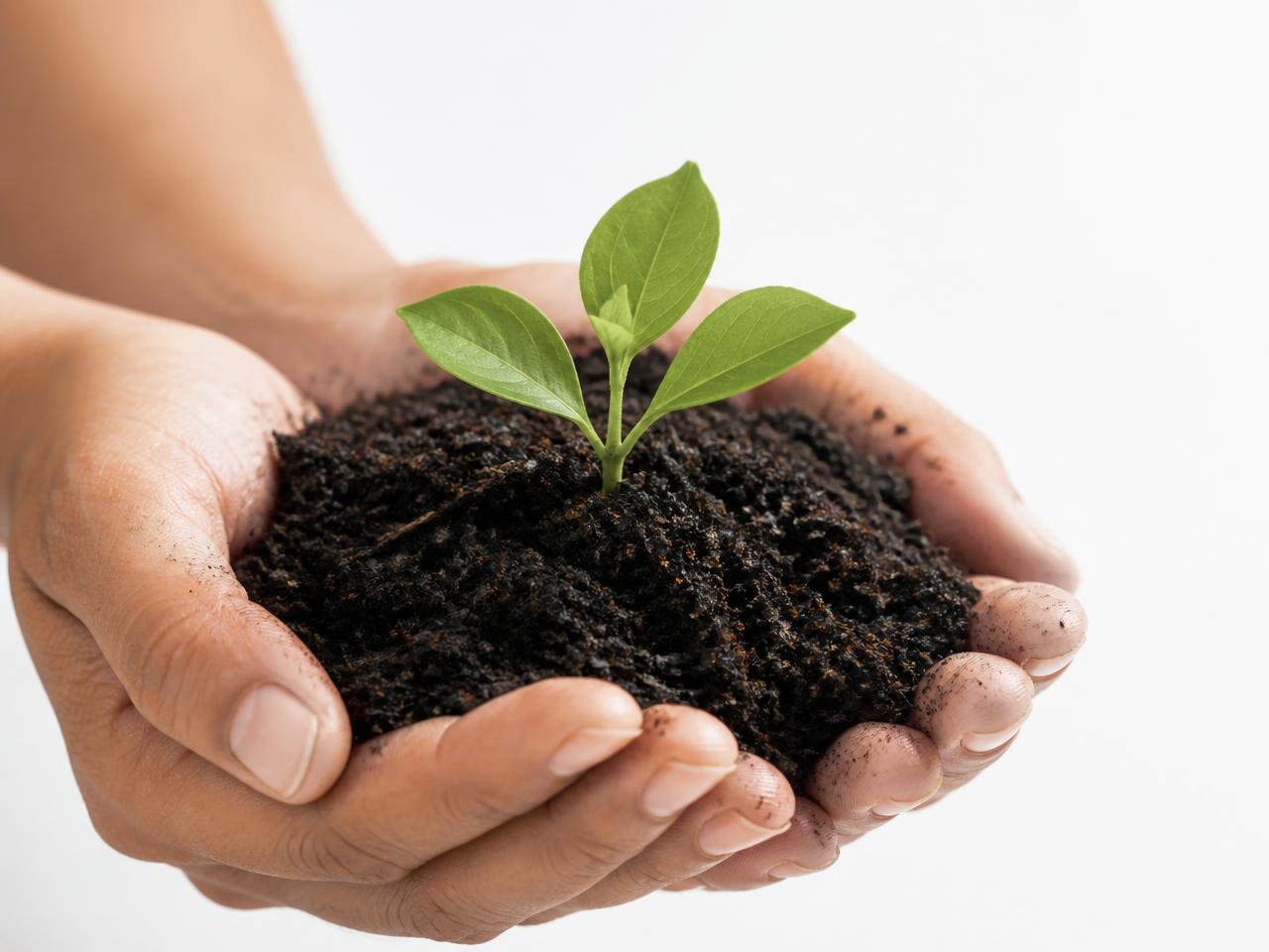 Compost con brote